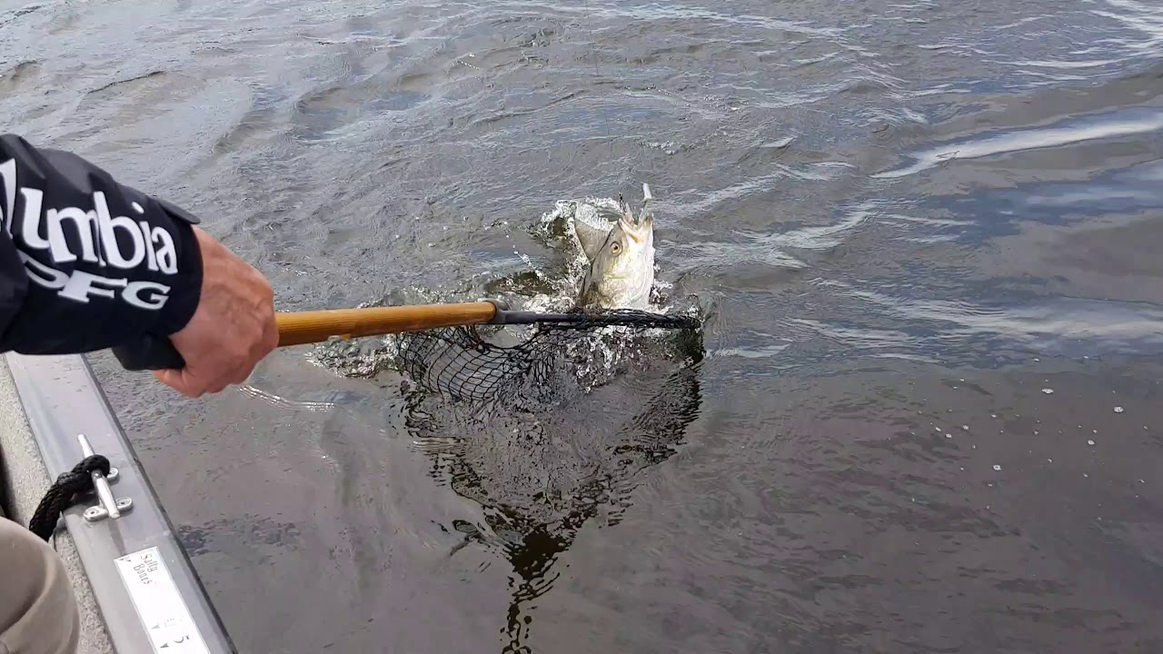 Part.2.New Brunswick Stripe  Sea Bass Fishing