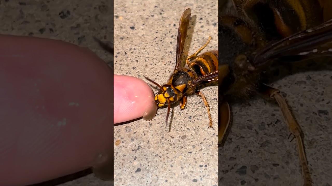 Attempting to Revive a Fading Hornet Queen with Honey