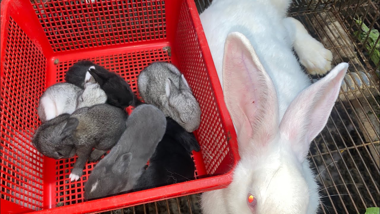 Chăm sóc thỏ nái sau sinh, bước quan trọng, chia sẻ nhiều kinh nghiệm trong video