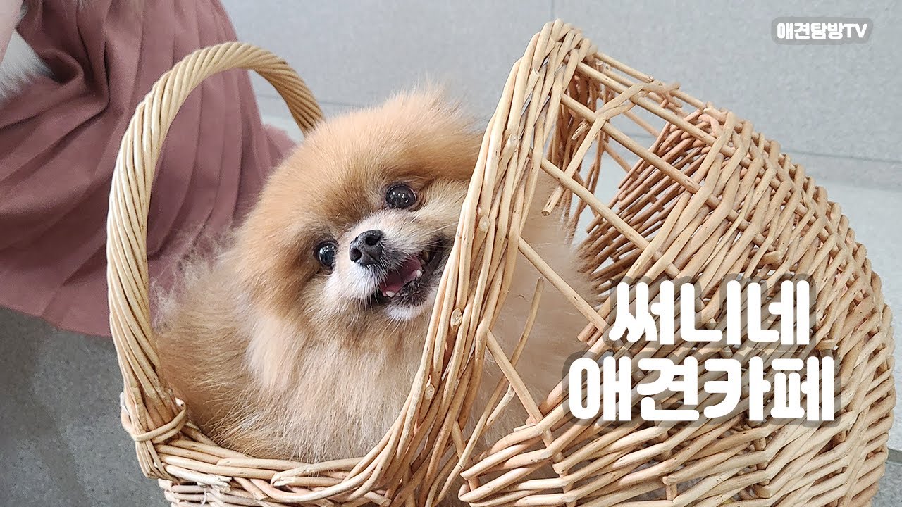 홍대 써니네 애견카페 귀요미 특집(Sunny's dog cafe in Hongdae)