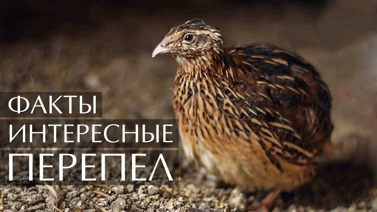 Перепел -  интересные факты