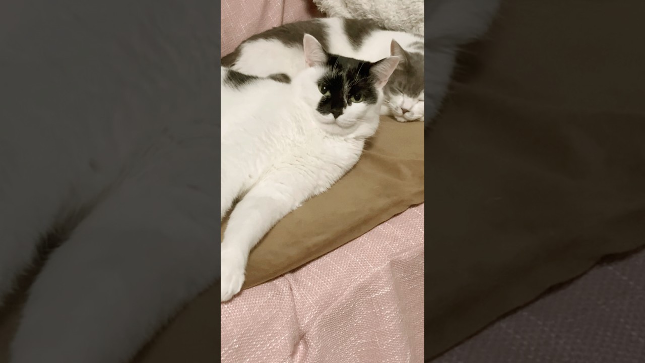 成猫の余裕