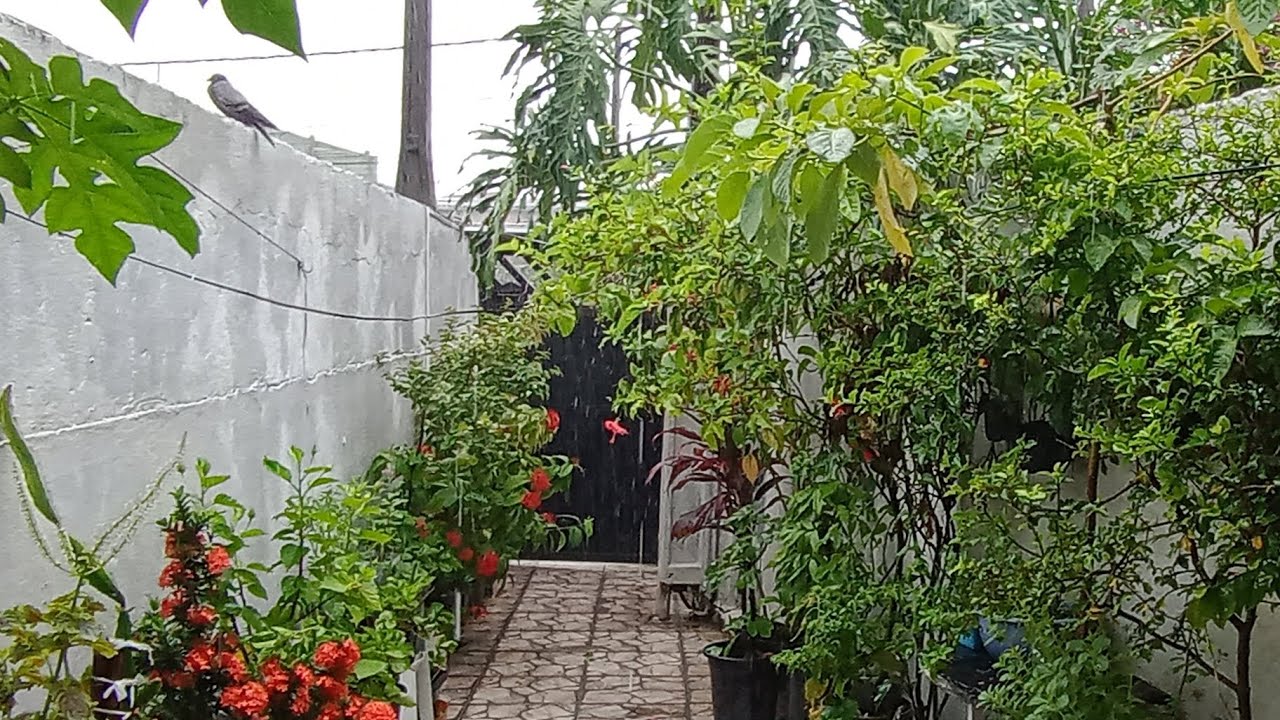 MUITA CHUVA POR AQUI HOJE 🌧️