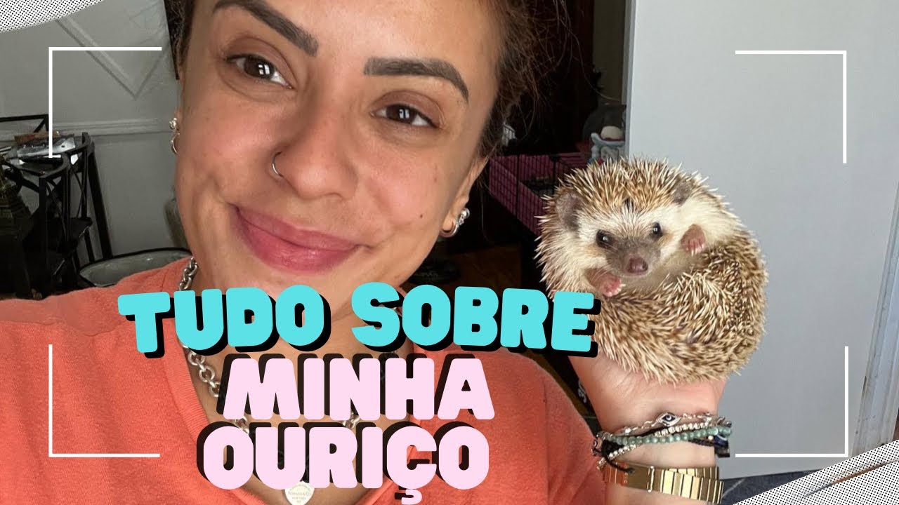 O QUE VC PRECISA SABER SOBRE OURIÇO PIGMEU AFRICANO. 