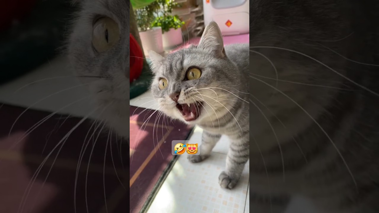 Chat mignon qui miaule rigolo #chat #drole #funny