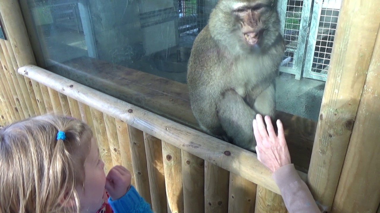 The Dirty Old Monkey