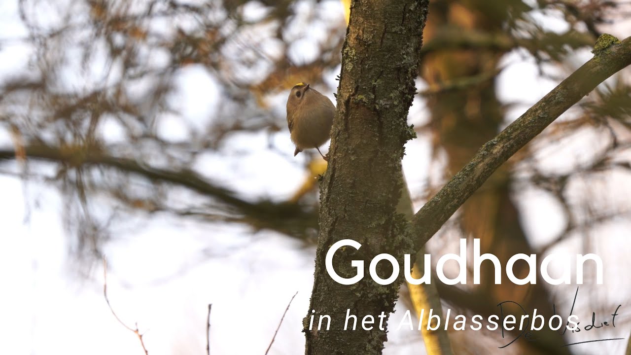 Goudhaan in het Alblasserbos bij Papendrecht #859