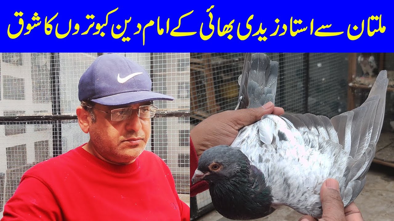 ustad zaidi bhai k imam din kabootr k shoq|Imam Din Kabootar|kabootr k medicine|03004515078