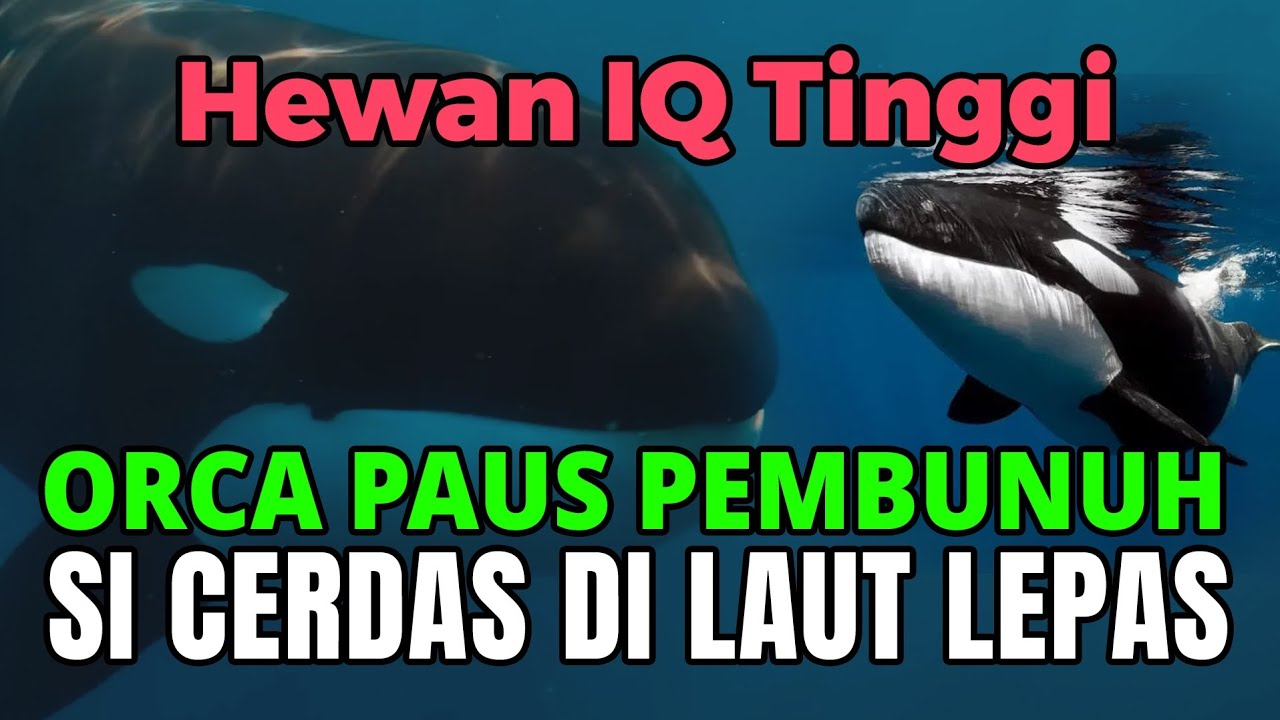 10 FAKTA TENTANG ORCA SI PAUS PEMBUNUH