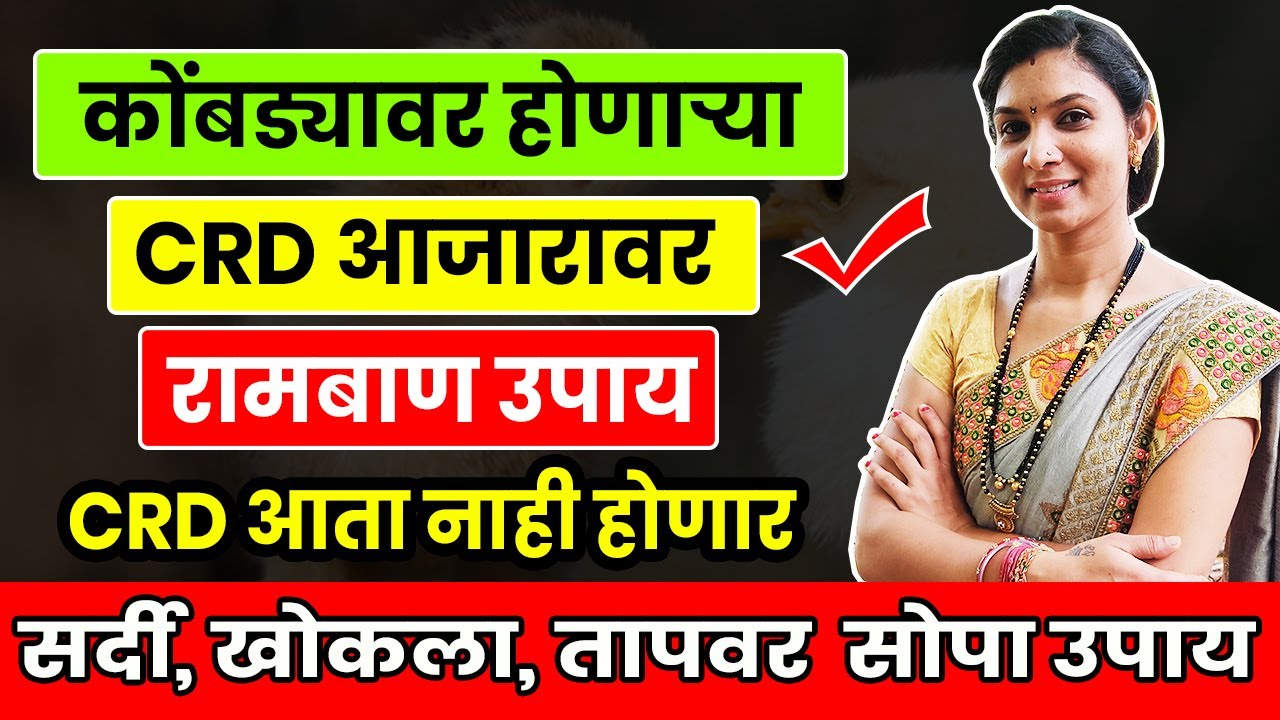 C.R.D चे कोंबड्यावरील लक्षण, कारण, आणि औषध सोबतच घरगुती 100 % उपाय  Treatment Of CRD in Desi Poultry
