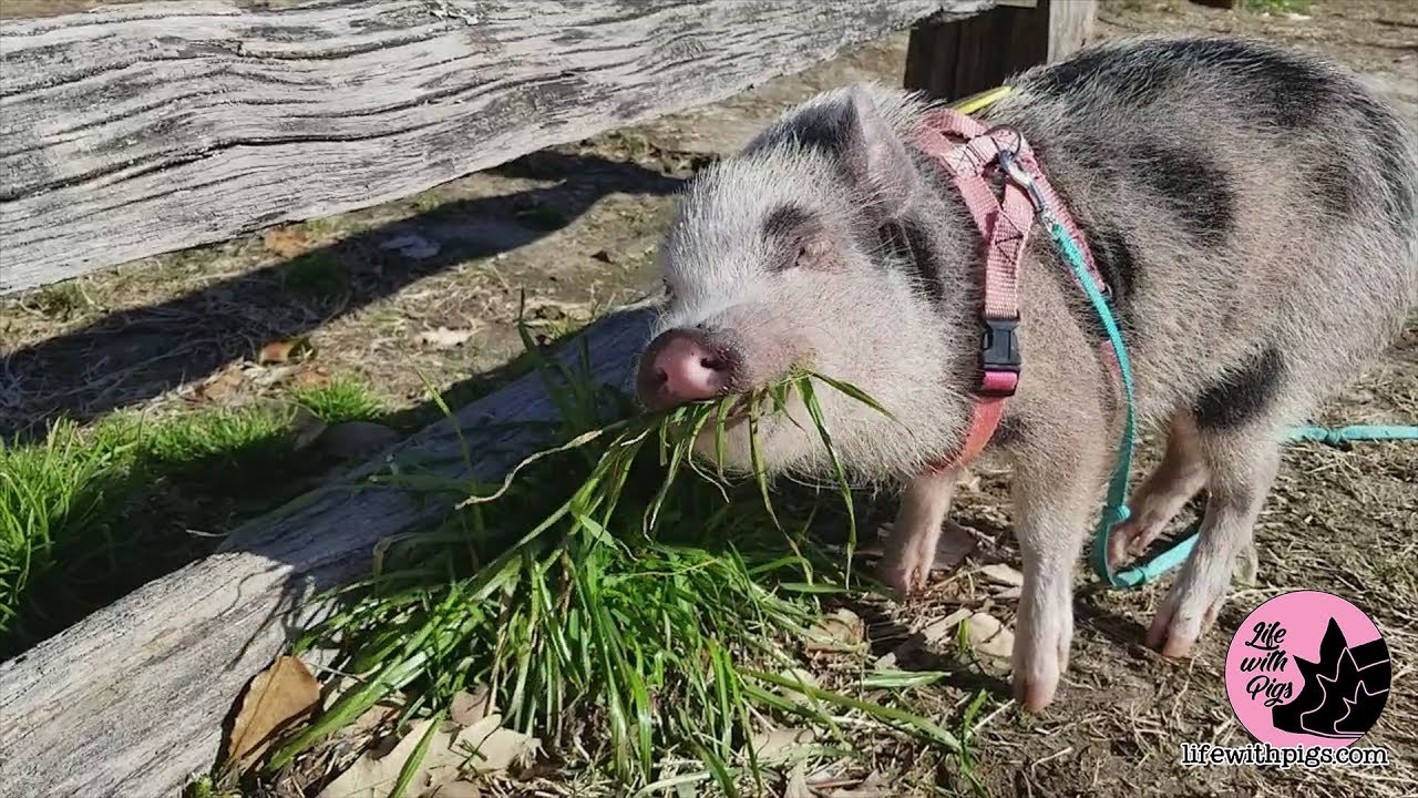 Happy Pigs Chomping: The Irresistible Sound
