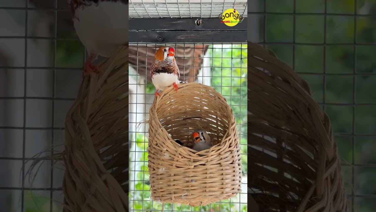 BURUNG ZEBRA FINCH BERTELUR DI AVIARY #ternakfinch #ternakburungfinch #gongafinch #burunghiasaviary
