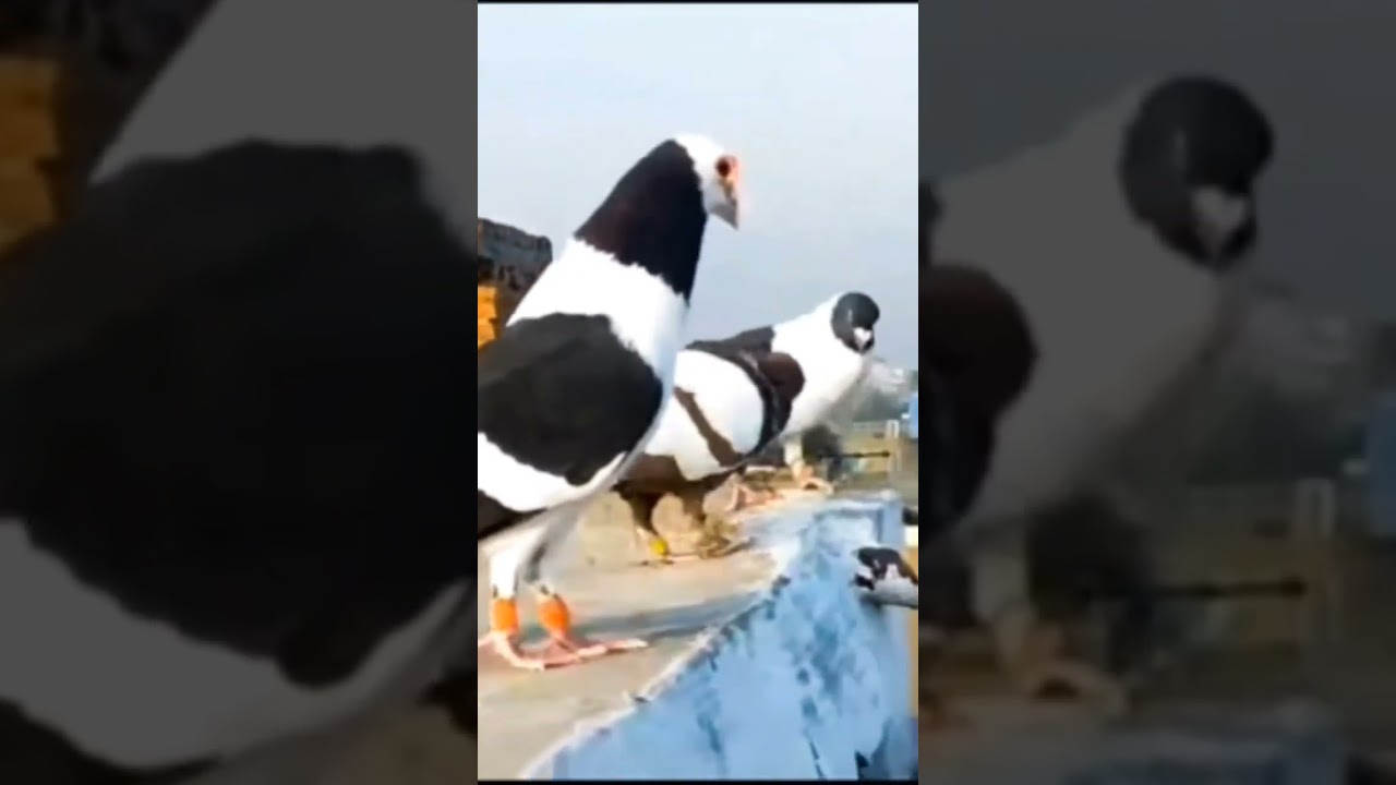 Merpati bercorak unik dan warna nya bagus #pasarmerpati #merpati #trending #pigeon #viralvideo #fyp