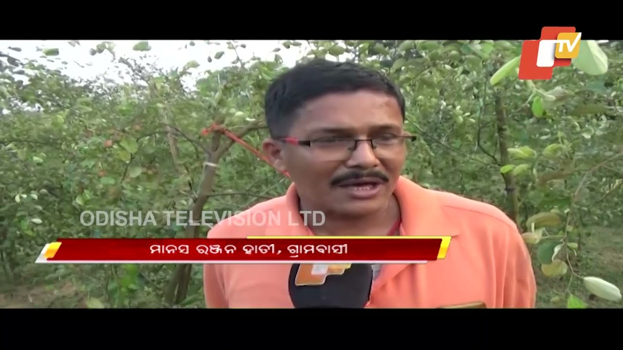 Cuttack Farmer Grows Profitable Red Apple Ber Plants - OTV Report