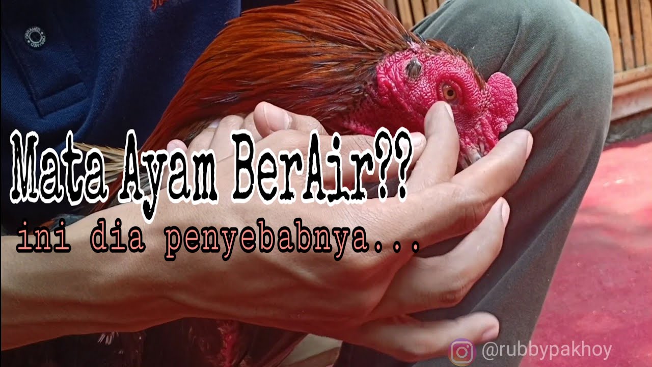 PENYEBAB MATA AYAM BERAIR