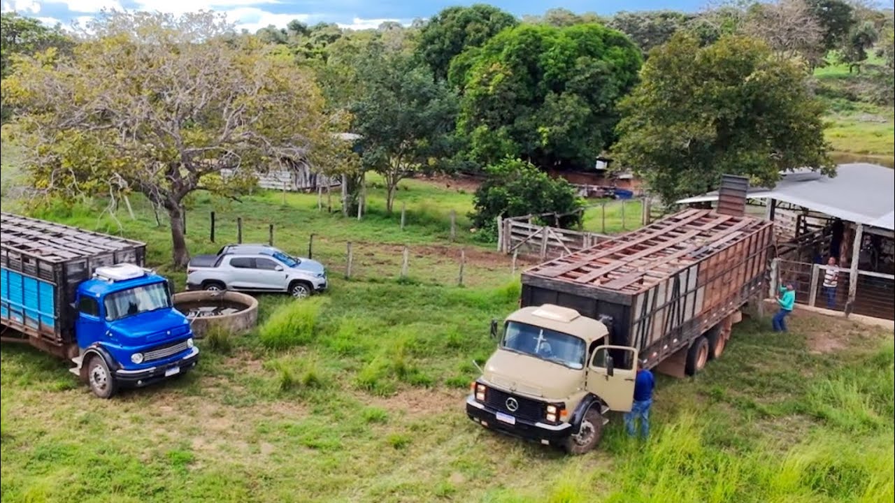 COMPRAMOS 2 CAMINHÕES DE GADO 🤠 VALOR DA COMPRA⁉️