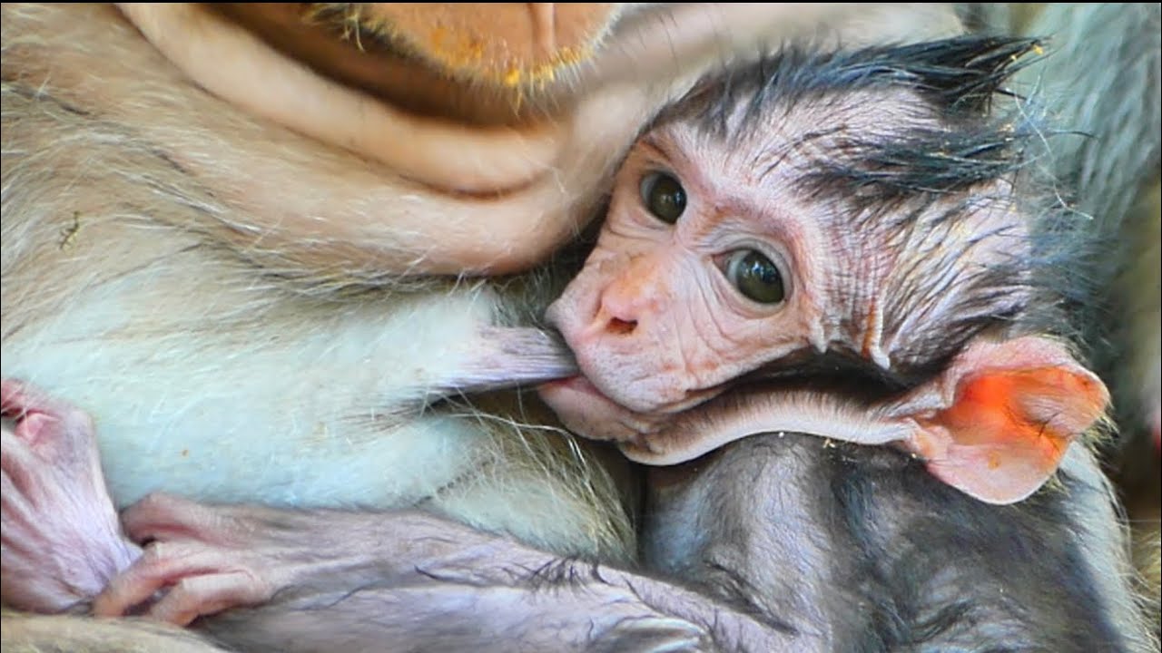 SWEET! Little cutie Jagger sucking milk mother jinx hungry so much, Babies is hungry 