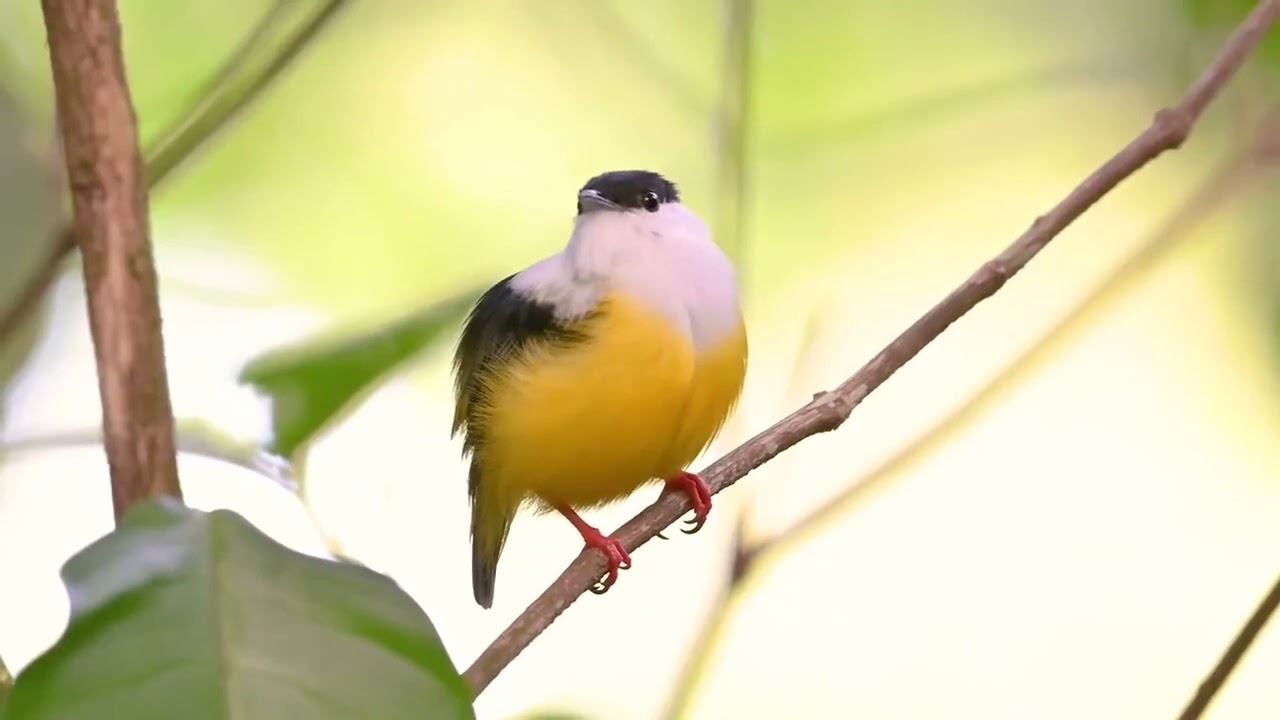 White collared Manakin (Manacus candei)
