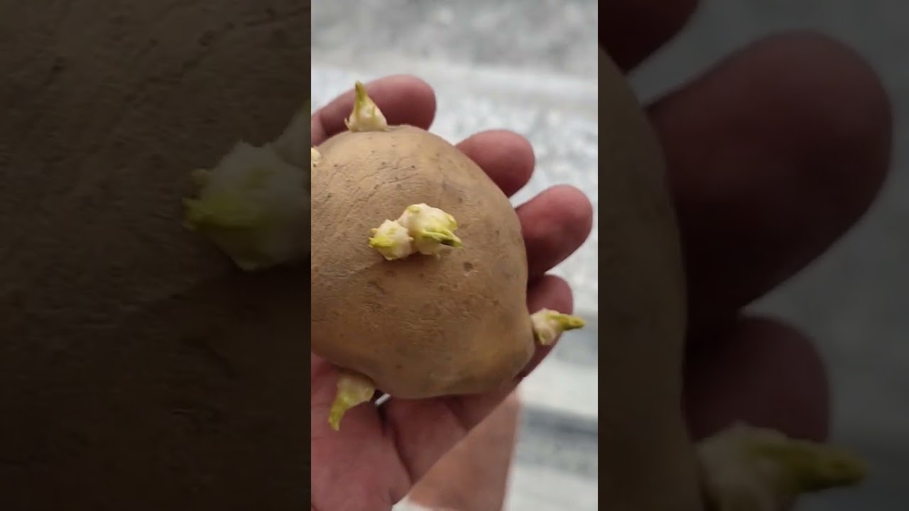Identification of vegetative propagation in potato