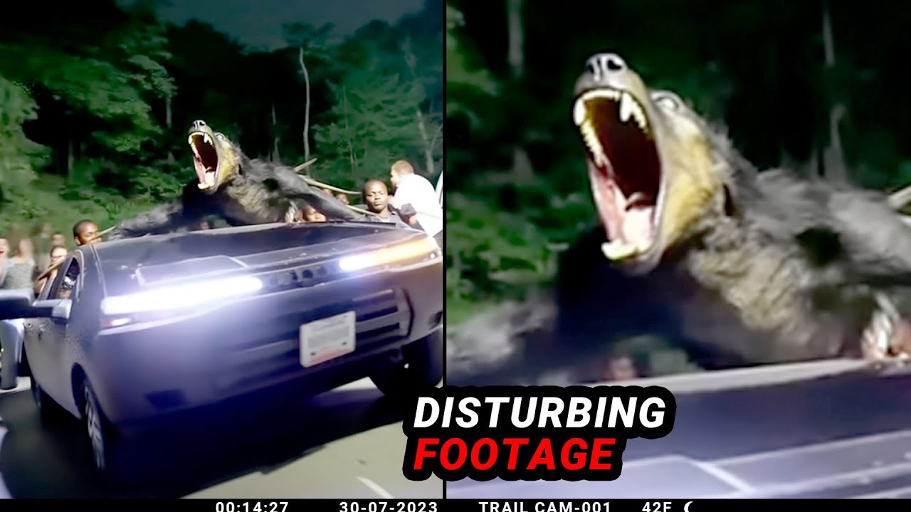 Viral Trail Cam Videos The Internet Just CAN'T Explain..