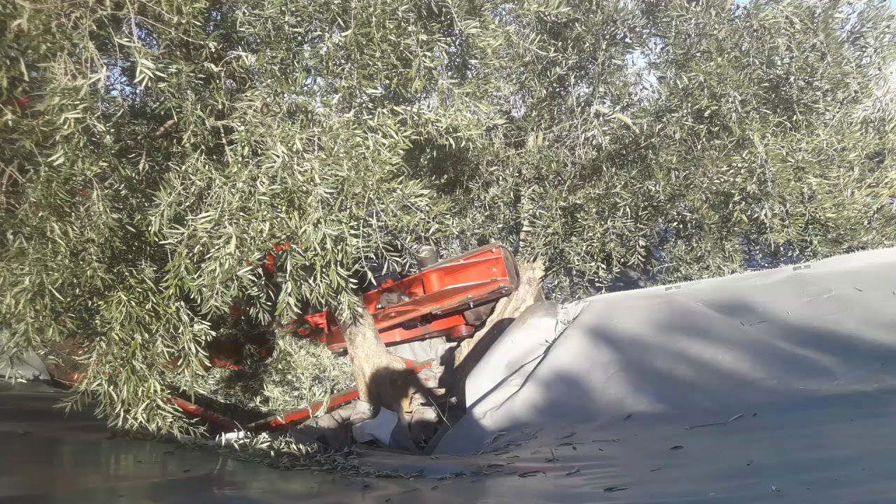 Paraguas de dos pies vibromart