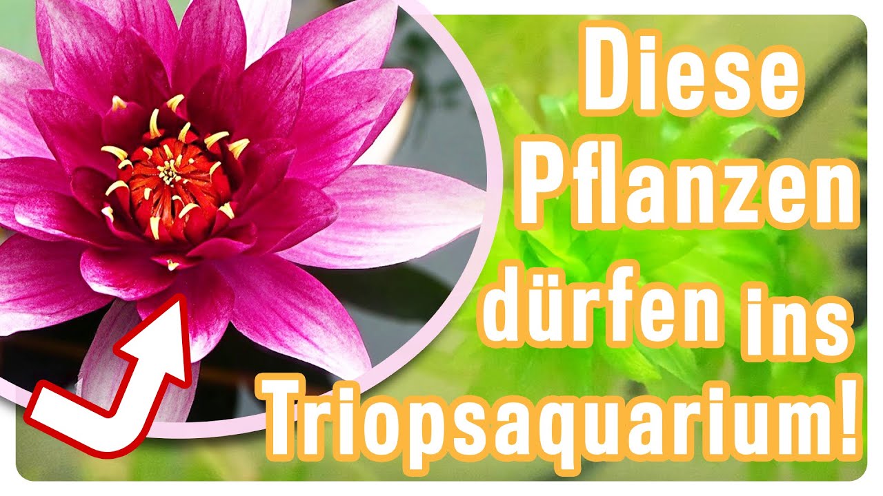 Schaue dieses Video, bevor du deine Pflanzen f&uuml;rs Triopsaquarium kaufst! //Triops Spektrum