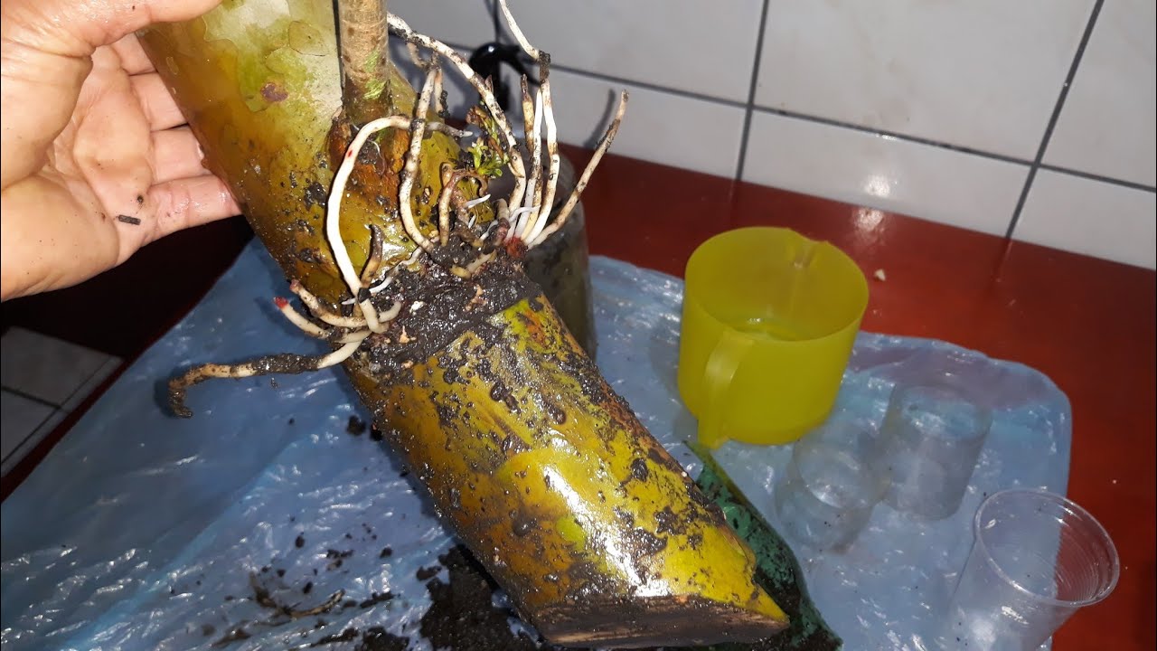 VOCÊ JÁ PRATICOU ESSA TÉCNICA!!!! GOIABEIRA