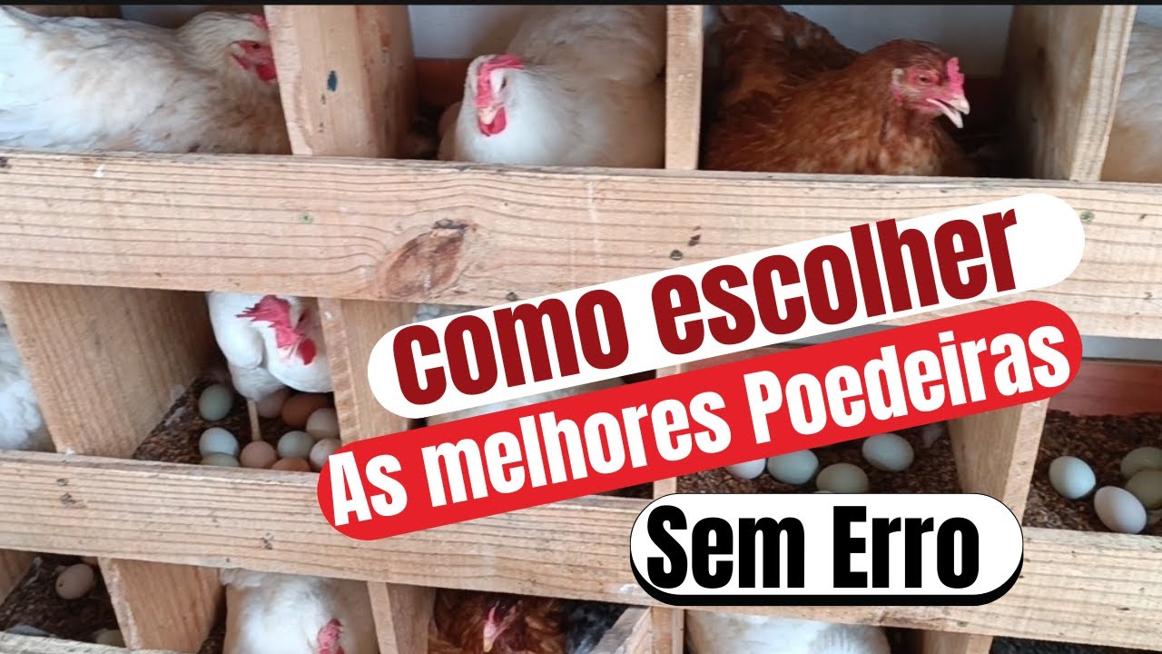 COMO MONTAR UM PLANTEL DE GALINHAS POEDEIRAS PARA COMEÇAR UMA GRANJA.