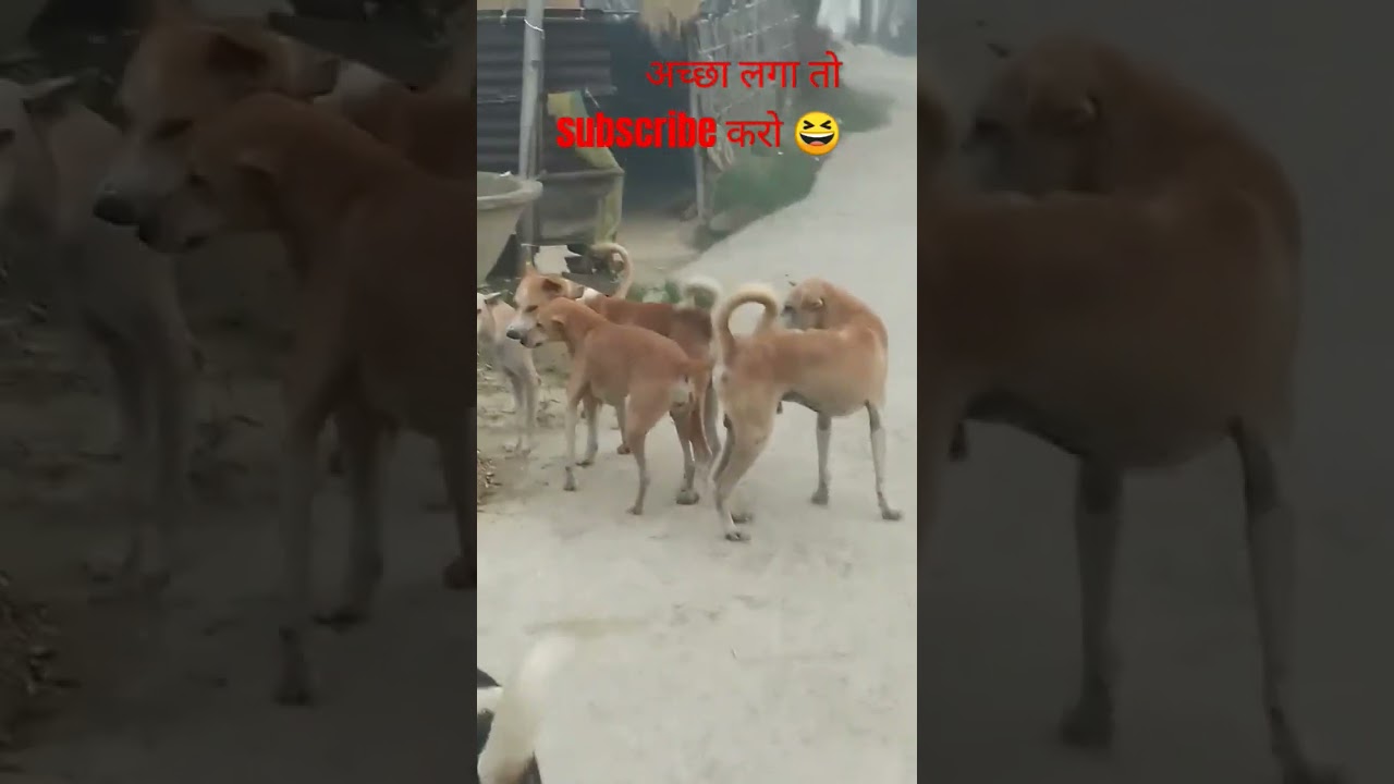 #dog