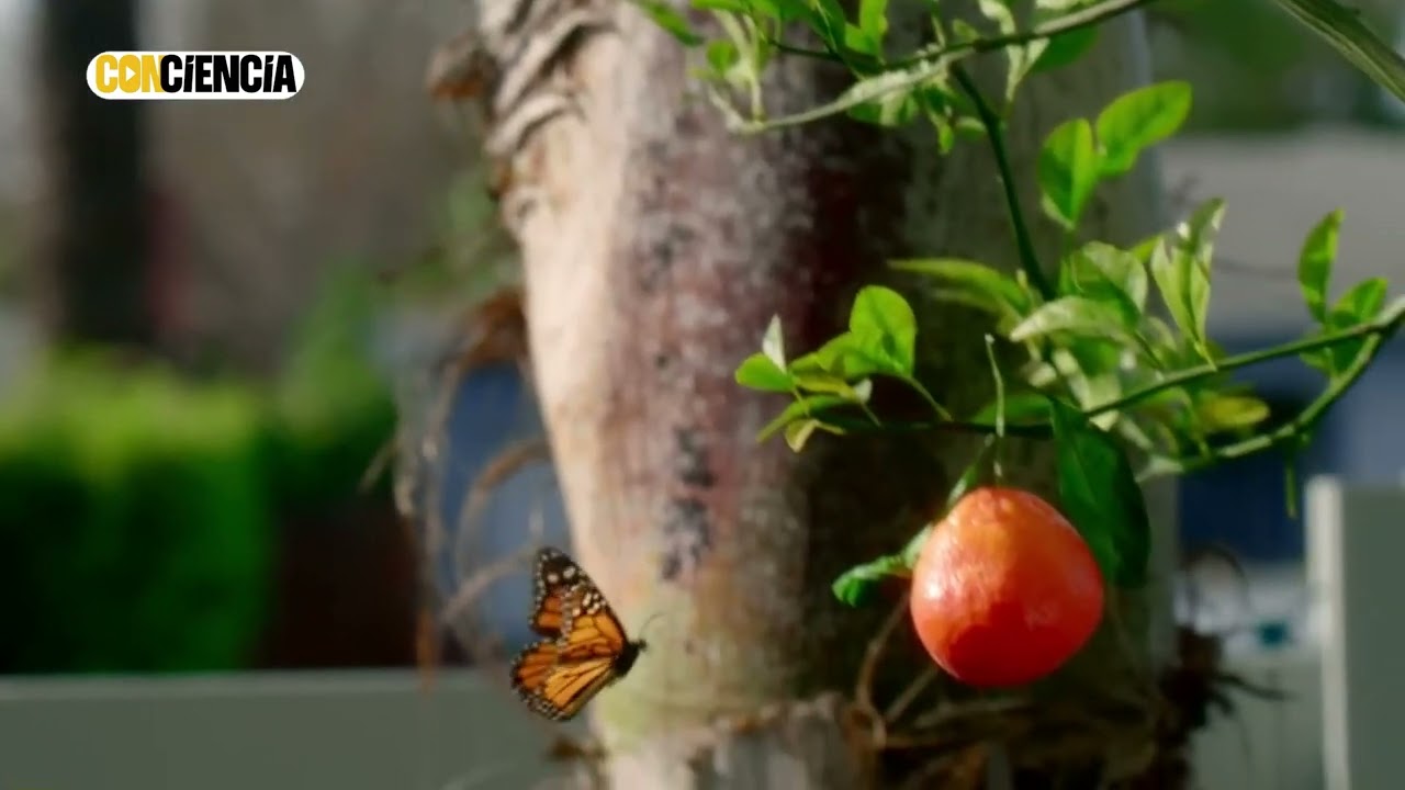 ConCiencia - Mariposa Monarca en Yucatán