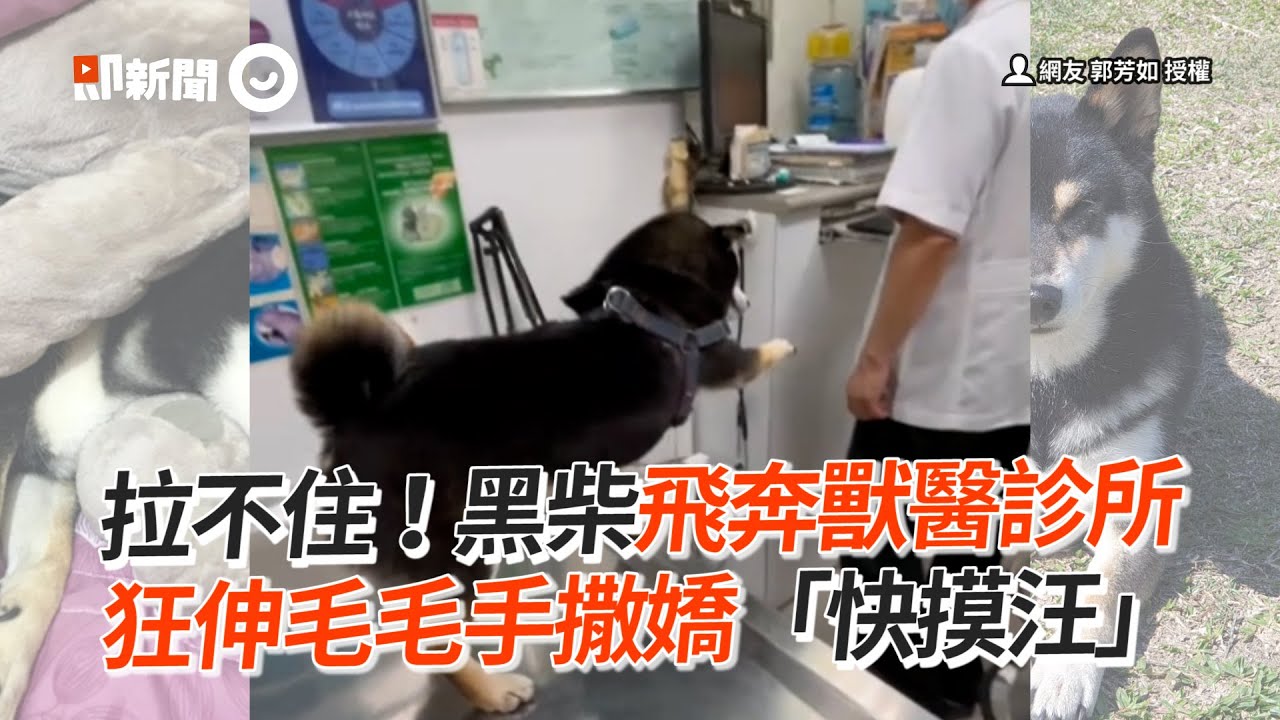 拉不住！黑柴飛奔獸醫診所　狂伸毛毛手撒嬌「快摸汪」│寵物│狗狗│柴犬│Pet│