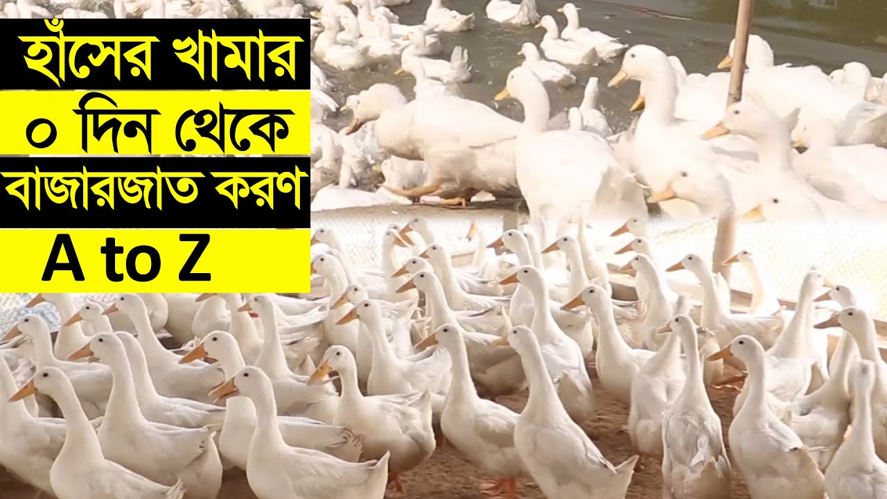 হাঁসের খামার পরামর্শ - ০ দিন থেকে বাজারজাতকরণ | পিকিং হাঁস পালন | Duck Farming in Bangladesh