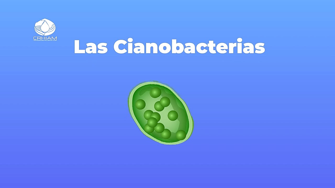 &iquest;Qu&eacute; son las Floraciones de Cianobacterias?