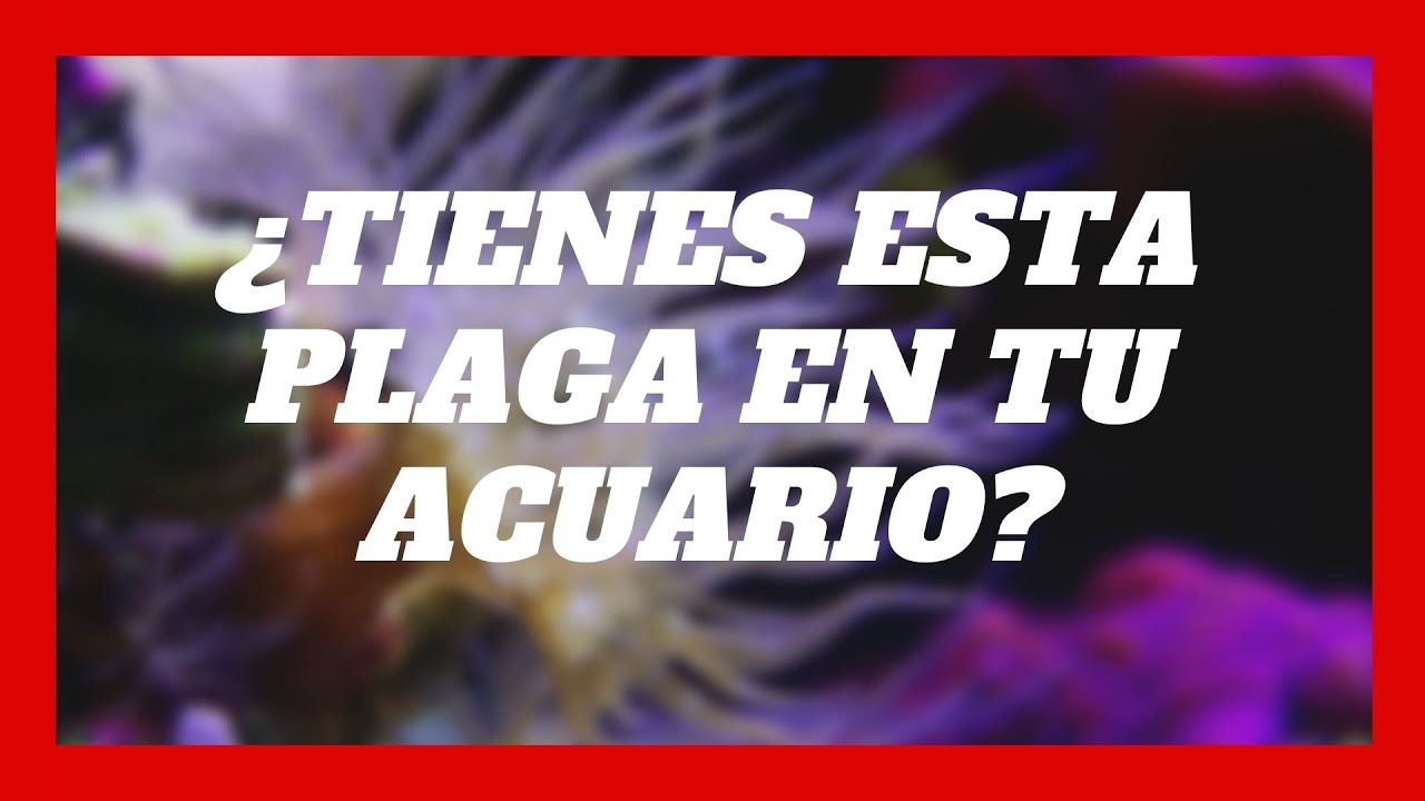AIPTASIA cómo eliminar esta PLAGA en tu acuario marino ☠️
