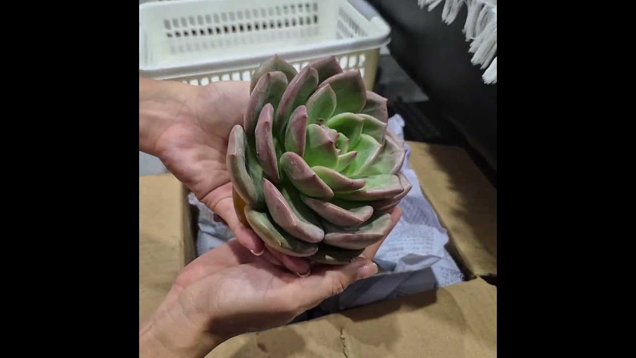 Unboxing 2boxes of Succulents‼️🪷 (Super healthy kahit 5days via LBC )