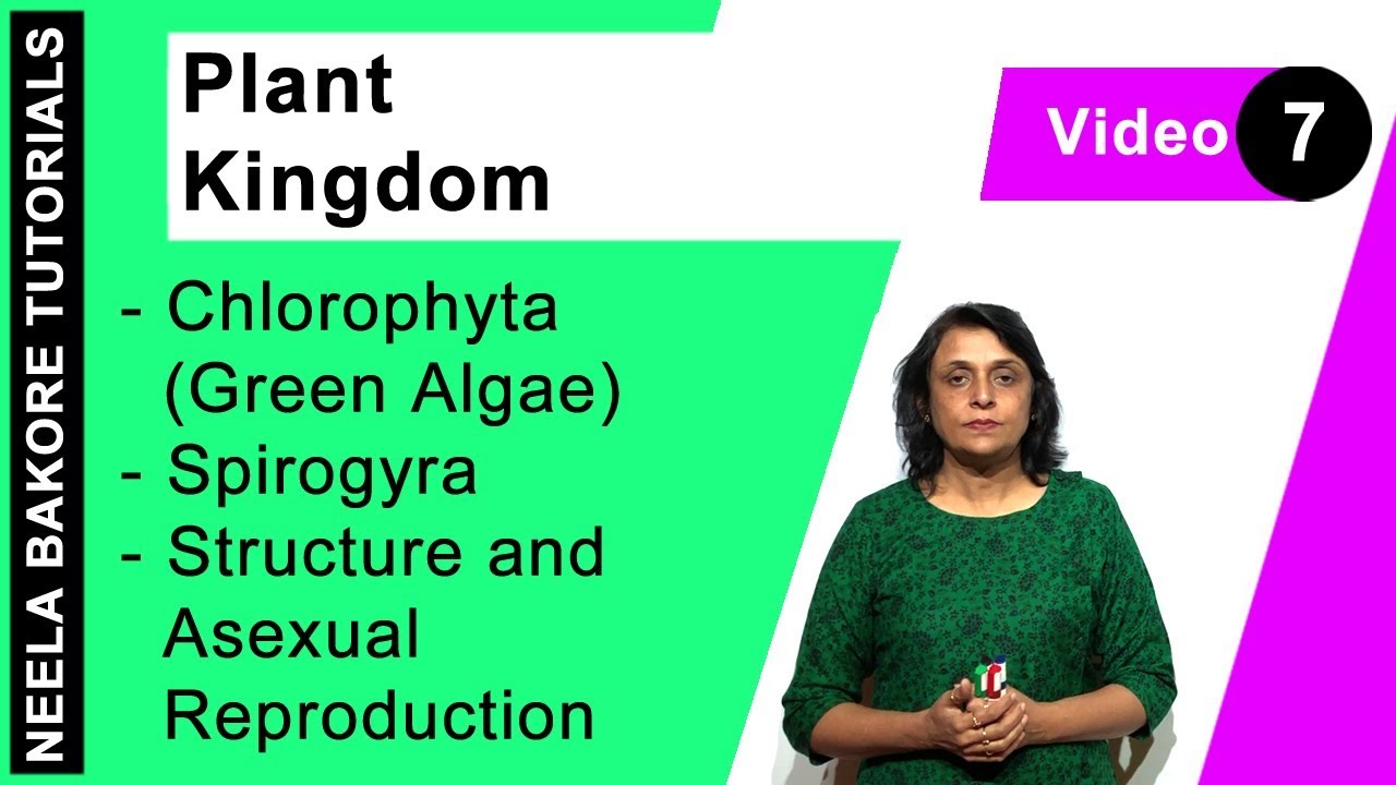 Plant Kingdom | NEET | Chlorophyta (Green Algae) - Spirogyra - Structure and Asexual Reproduction