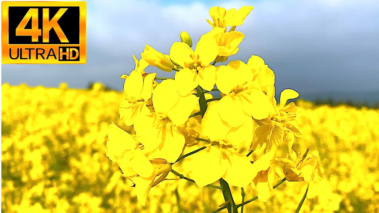 🇩🇪 FIELDS OF GOLD | Mesmerizing Yellow Blooming Rapeseed Fields  | Springen | Germany  | 4k 🇩🇪