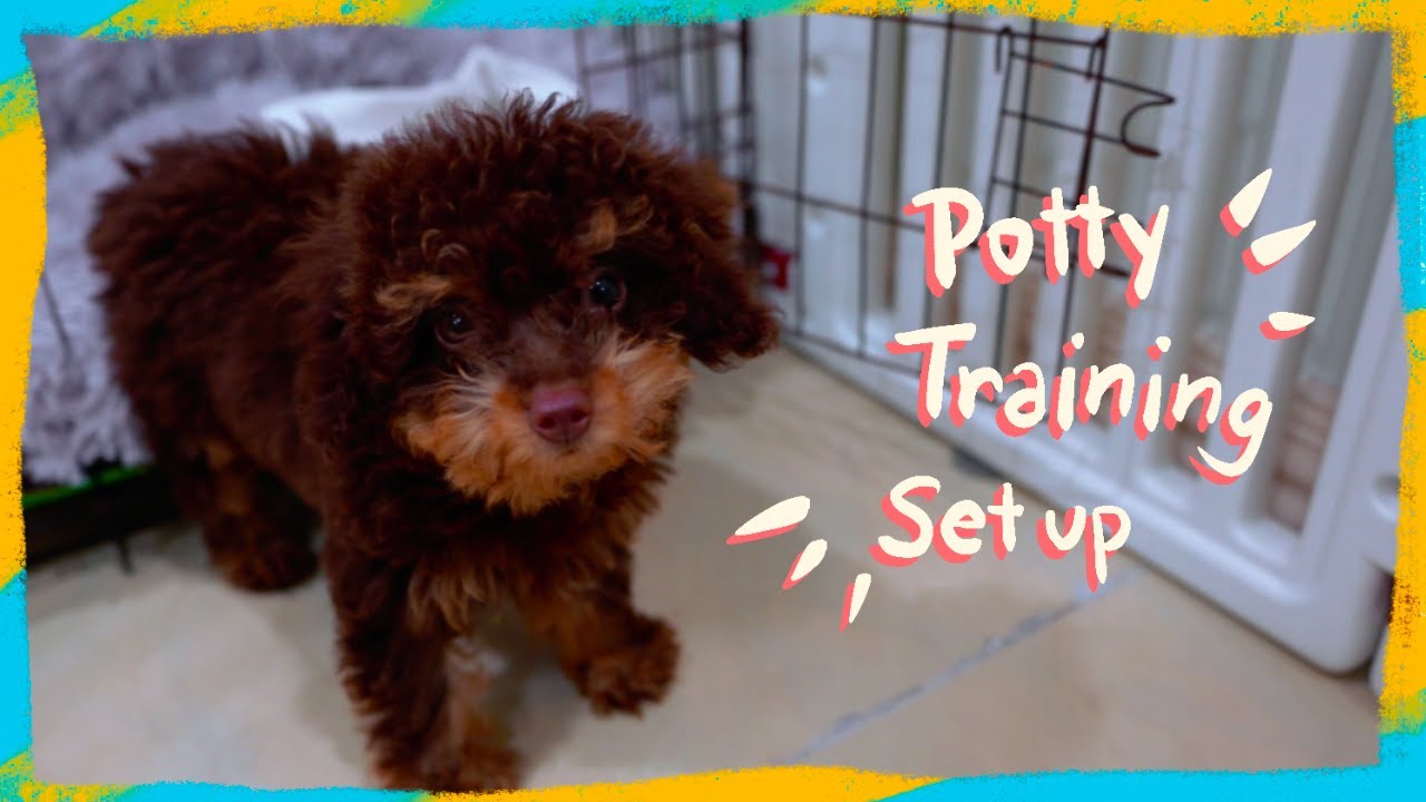 How I will Potty Train my New Toy Poodle Puppy | Summer Pupper Series | The Poodle Mom