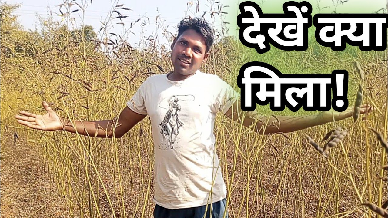 आज कौनसा झाड़ी में आए हैं? देखिए पूरा राज! Which Bush Did We Visit Today? Watch the Full Mystery!