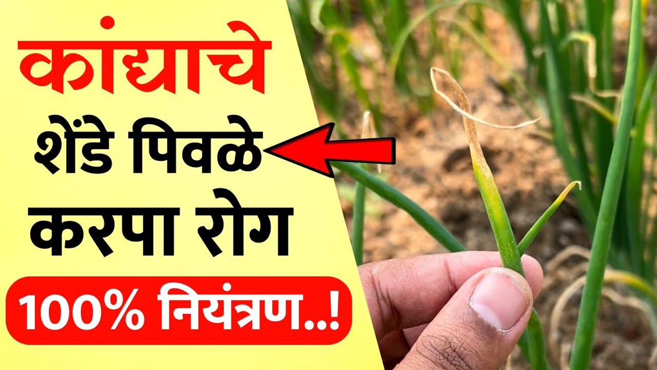 कांदा करपा रोग नियंत्रण / कांद्याचे शेंडे पिवळे पडलीय उपाय / Kanda Karpa rog Niyantran