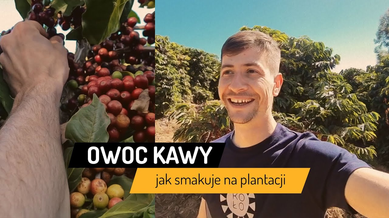Nie kawa, a owoc kawowca! Sprawdzamy, jak naprawdę smakuje