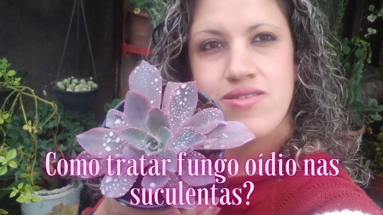 COMO TRATAR FUNGO OÍDIO NAS SUCULENTAS! RECEITA FÁCIL E EFICAZ!