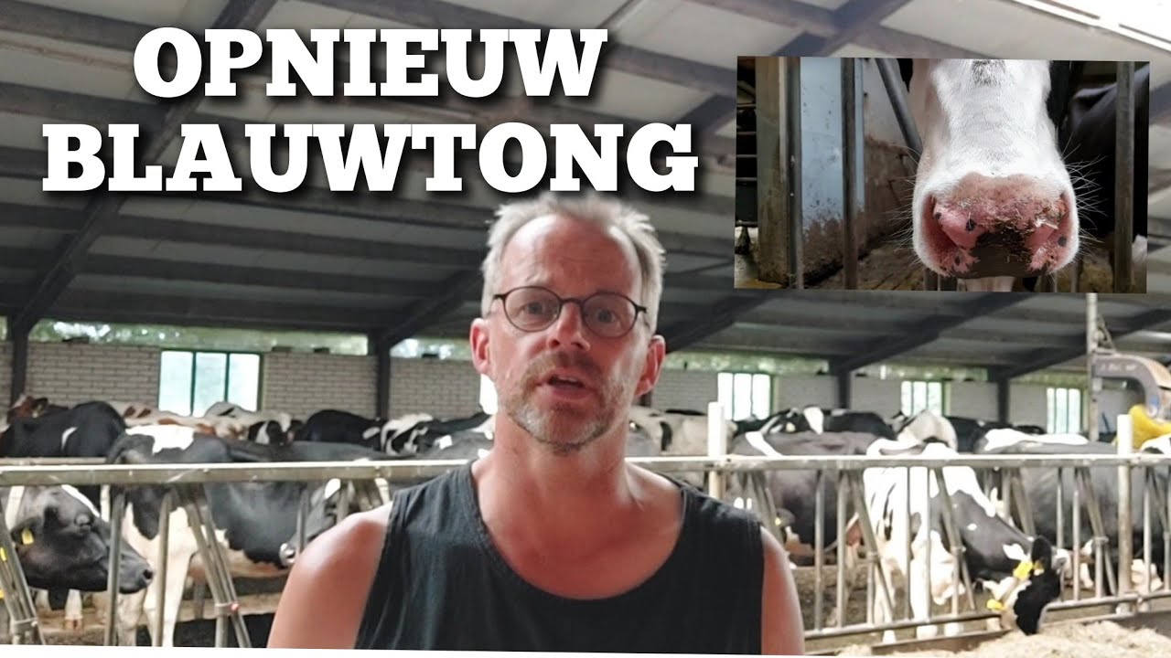 Toch weer BLAUWTONG ondanks 2 x vaccineren... | Boer Gerrit vlogt