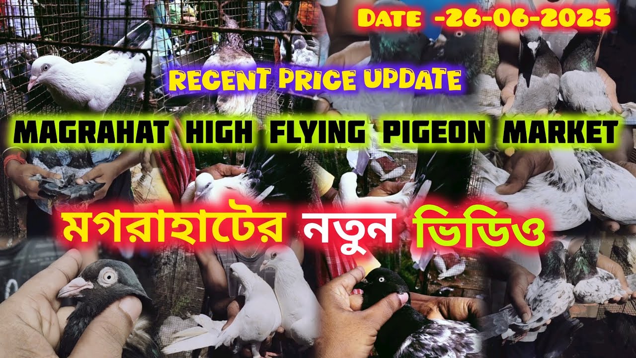 মগরাহাটের নতুন ভিডিও.Magrahat High Flying Pigeon Market.West Bengal.Date-26-06-2025.