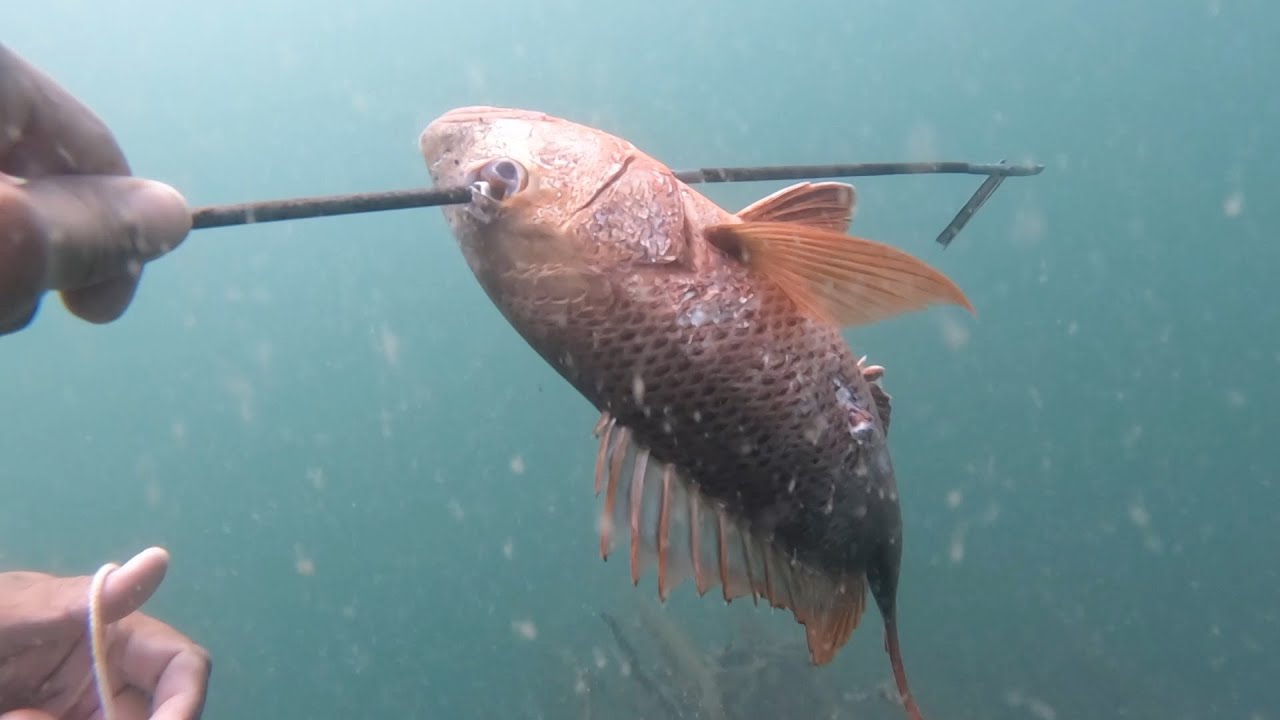 Increíble Pesca Con Arpón , Mas De 100 libras En Una Hora , Pesca Y Cocina