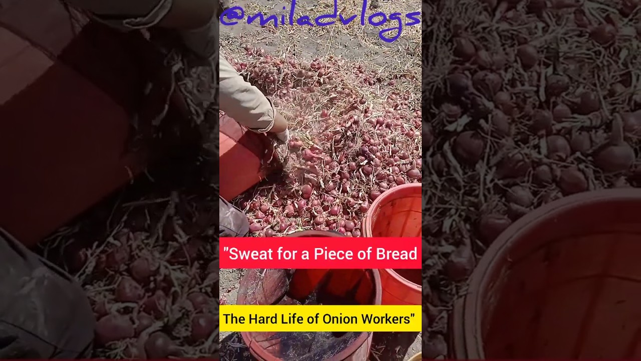 From Farm to Cold Storage: Onion Harvest in Iran 🥔 #vlog #farming
