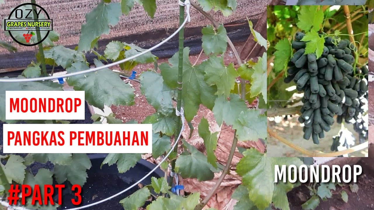 ANGGUR JENIS MOONDROP , PANGKAS PEMBUAHAN .