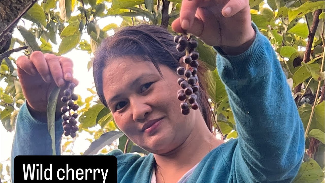 देख्दै खाउ खाउ लाग्ने जंगली फल#wildcherry#fruits#villagelife
