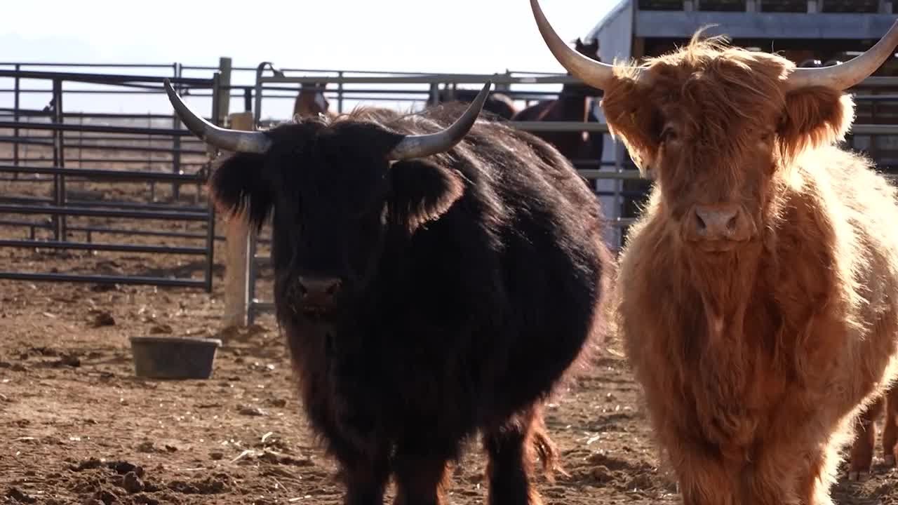 Montana Ag: Carr Cattle Company shifts focus to registered cattle