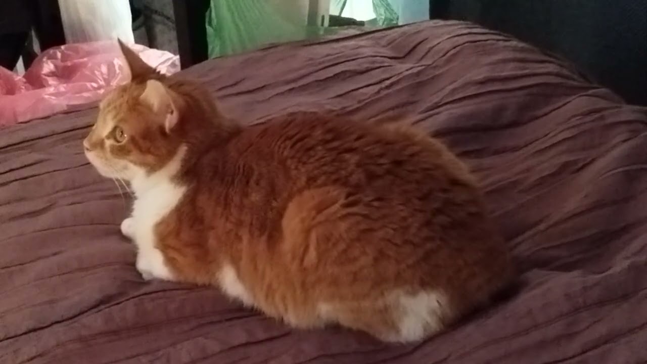 our cat Roxy 